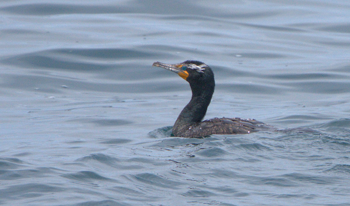 Double-crested Cormorant - Curtis Marantz