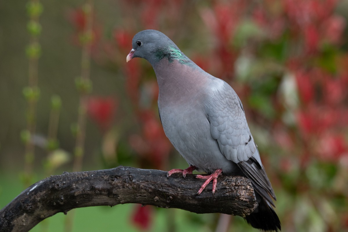 Stock Dove - Guido Van den Troost