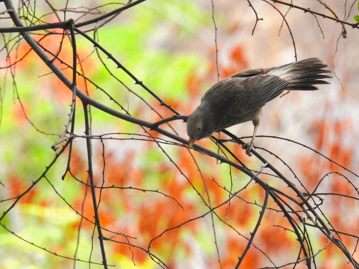 Yellow-billed Babbler - Bhuvan Raj K