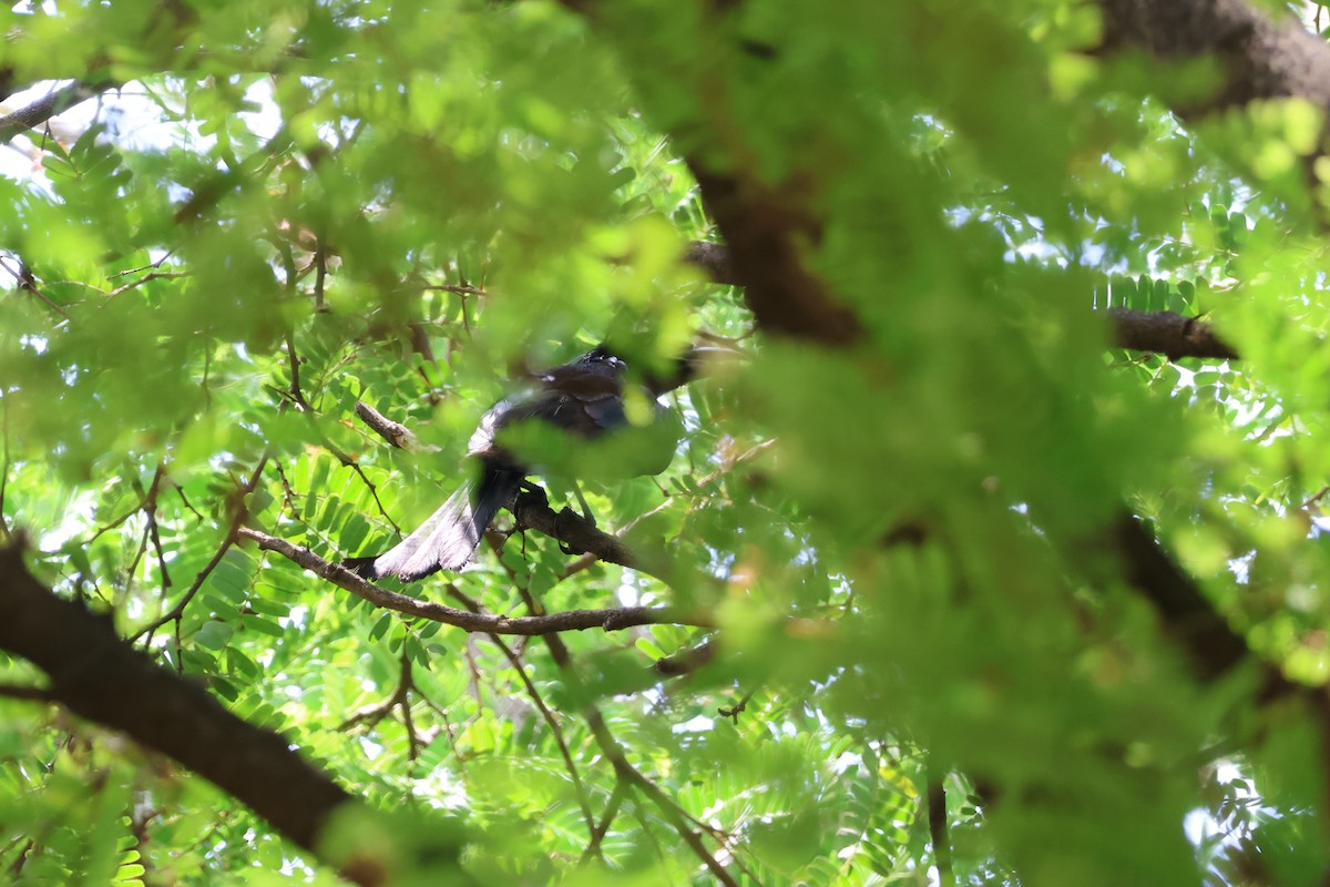 Hair-crested Drongo - ML618877197