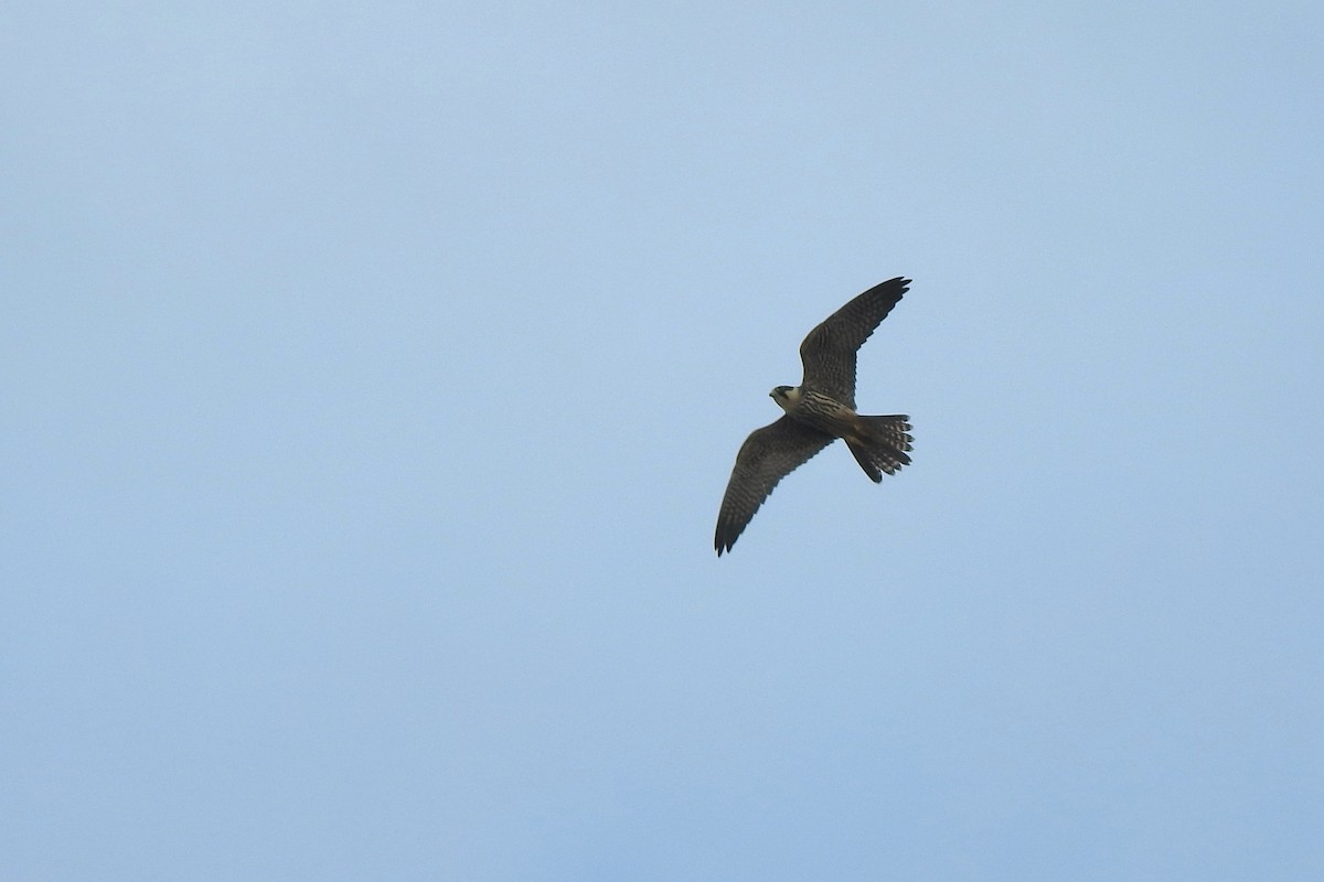 Eurasian Hobby - Luca Bonomelli