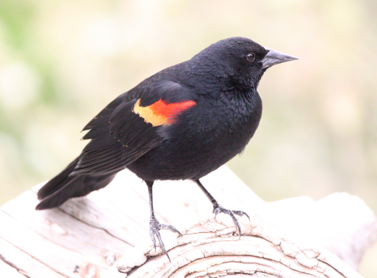 Red-winged Blackbird - Jeremy Busby