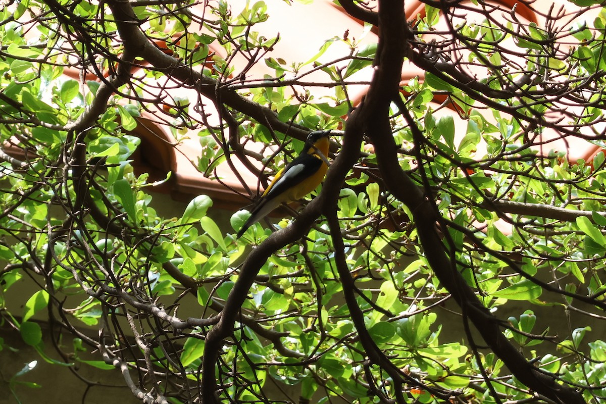 Yellow-rumped Flycatcher - ML618877209