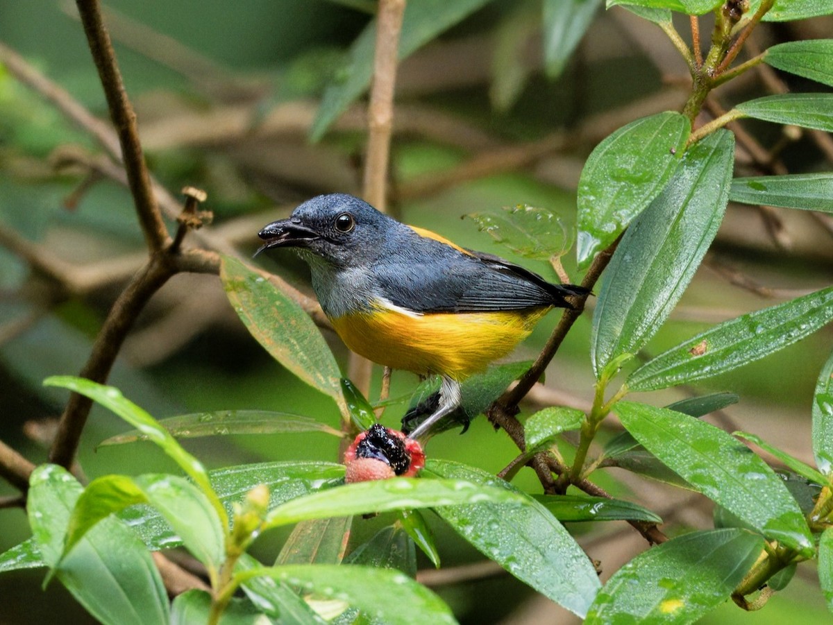 Orange-bellied Flowerpecker - Evelyn Lee