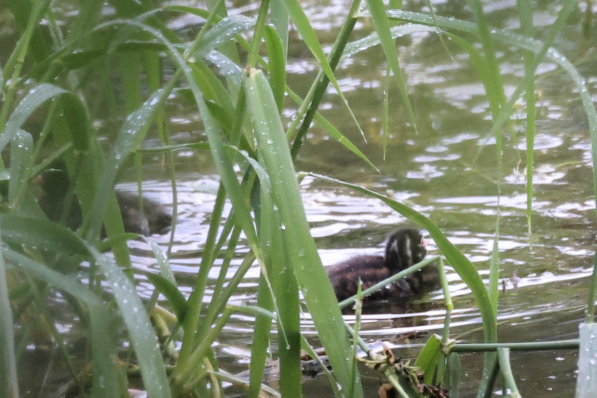 Little Grebe - Anonymous