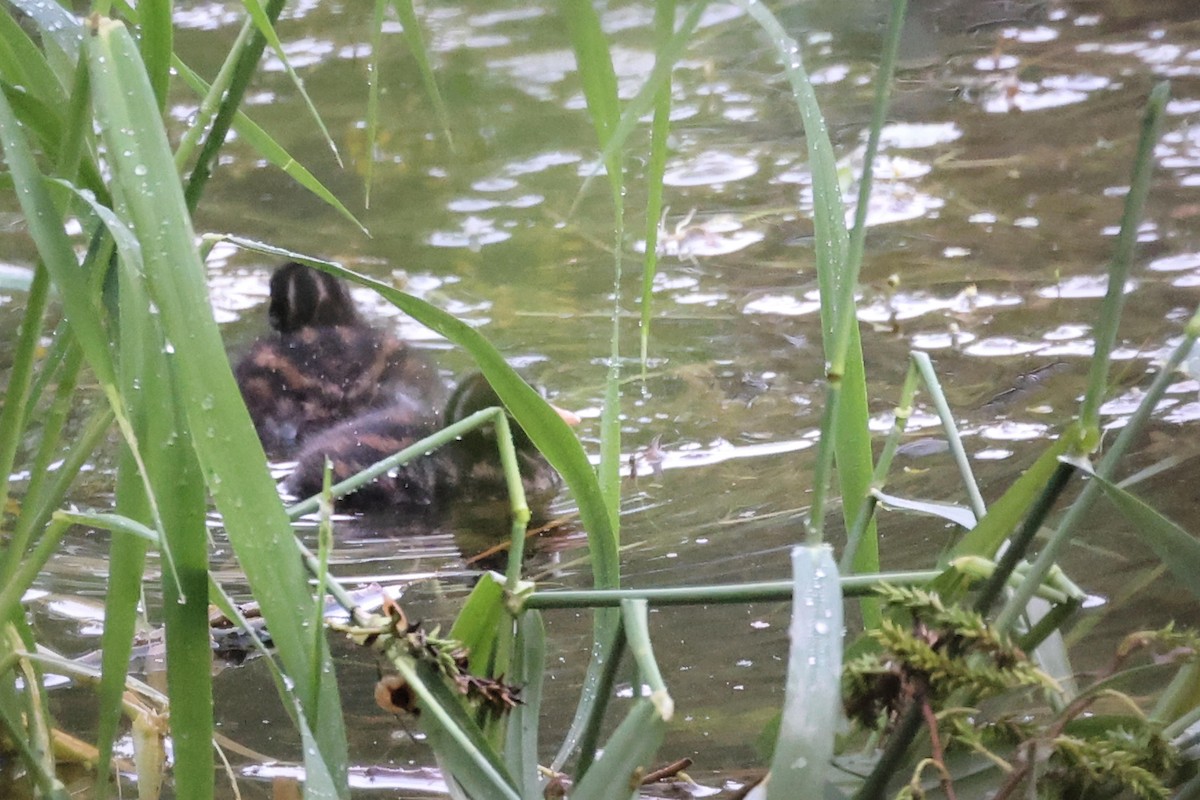 Little Grebe - Anonymous