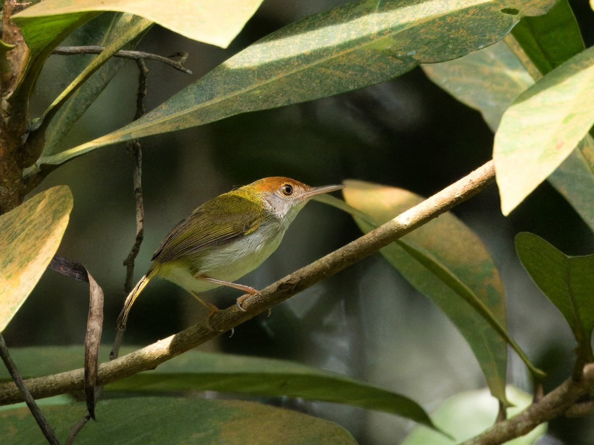 Dark-necked Tailorbird - ML618877235