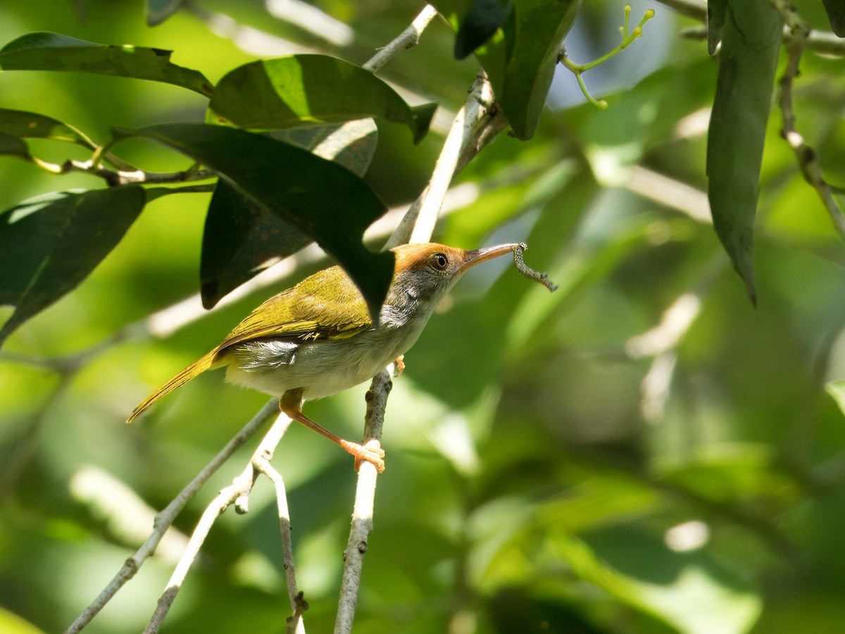 Dark-necked Tailorbird - ML618877237