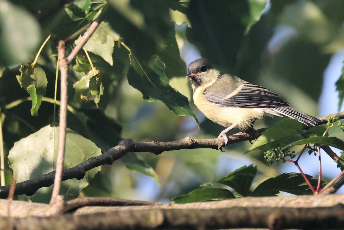 Great Tit - Anonymous