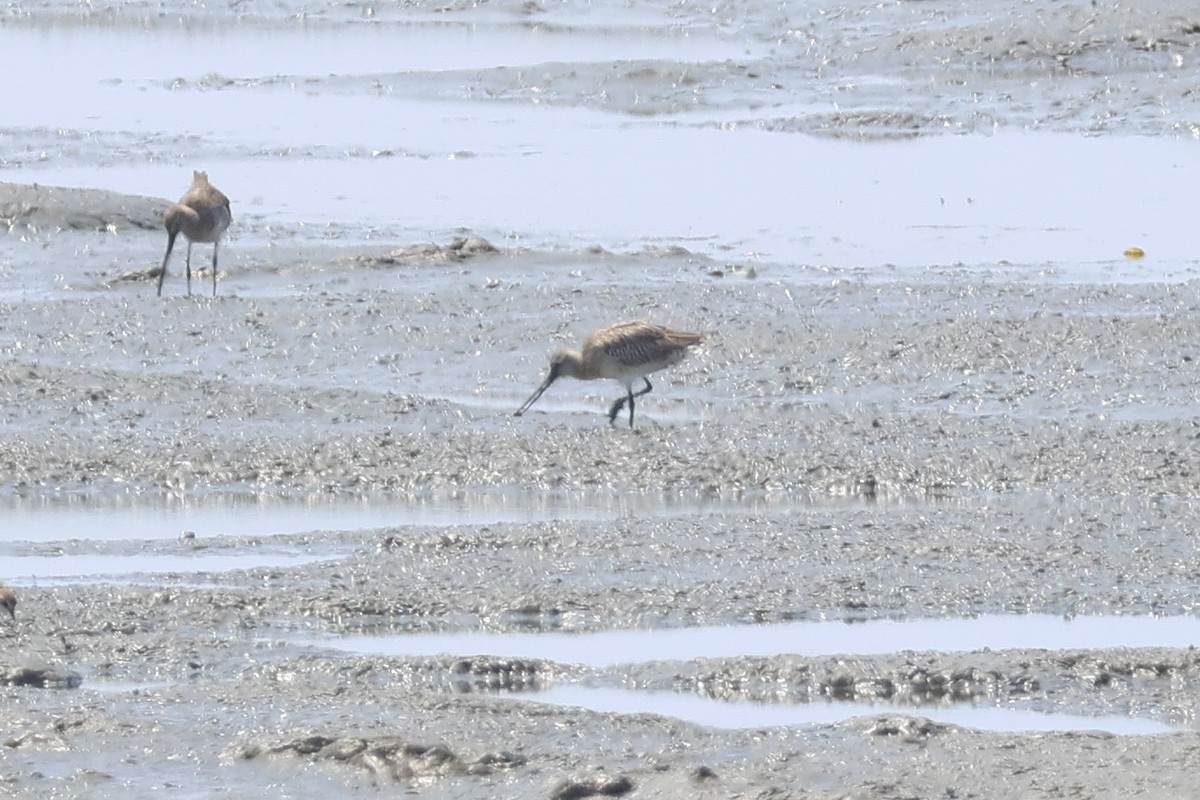 Bar-tailed Godwit - Krit Adirek