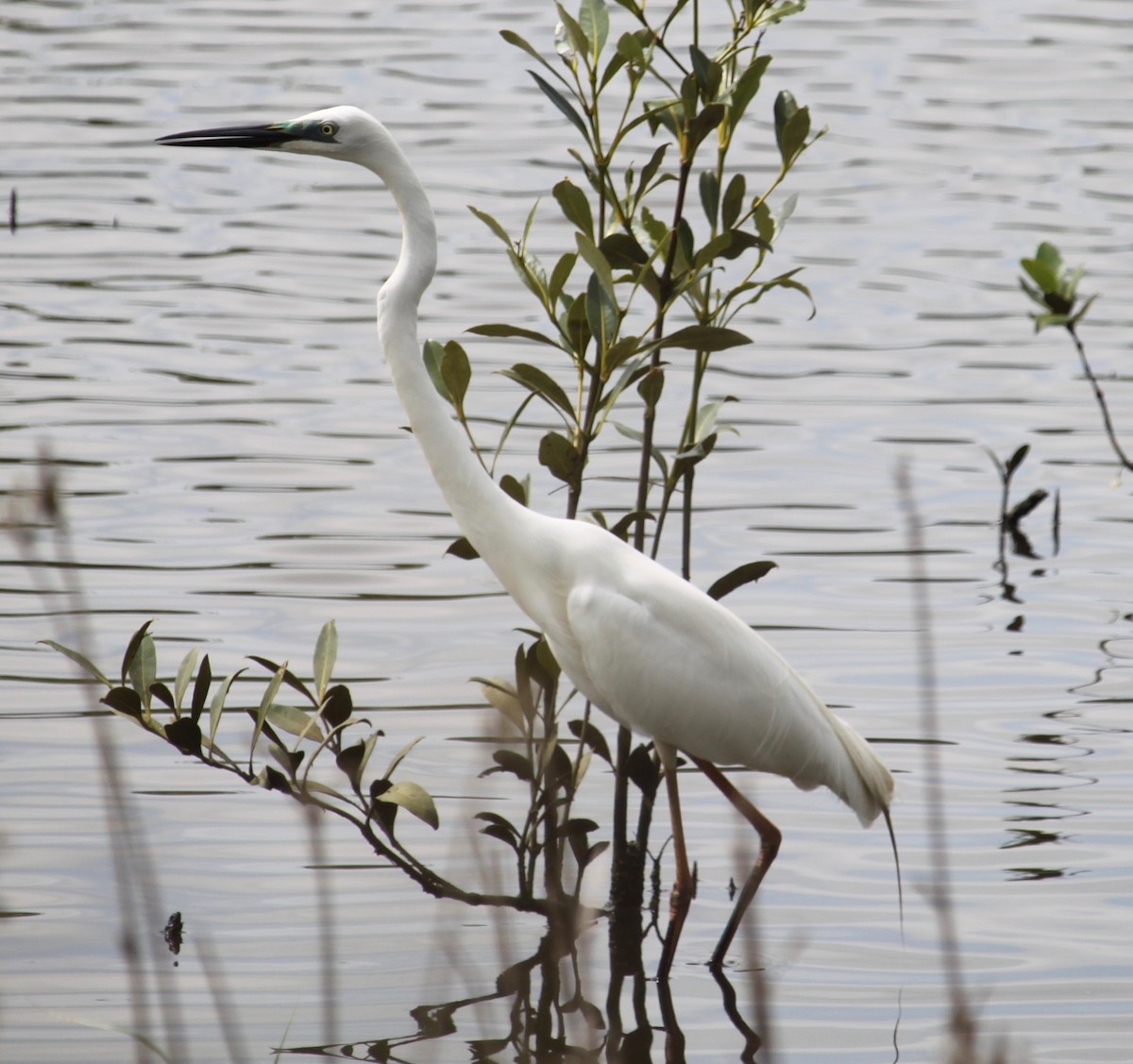 Great Egret - Bruce Roubin