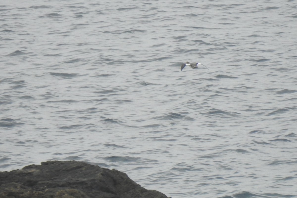 Red-breasted Merganser - Luca Bonomelli