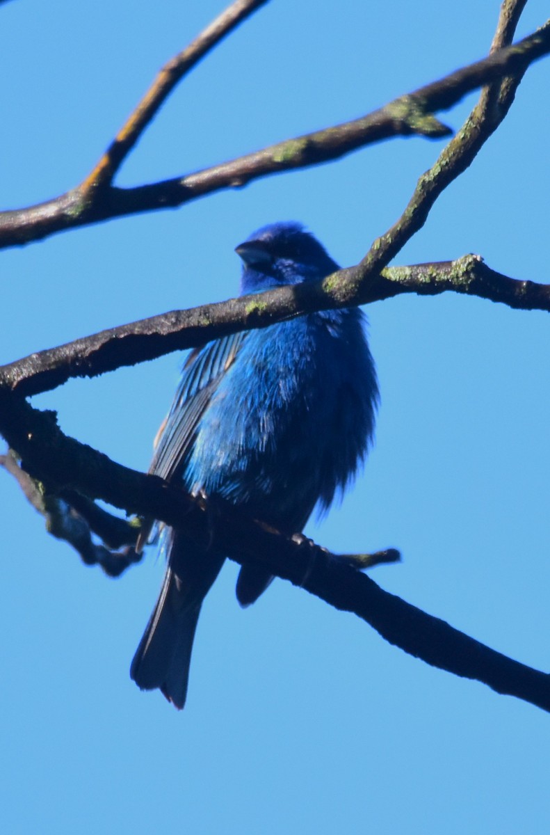 Indigo Bunting - Old Sam Peabody