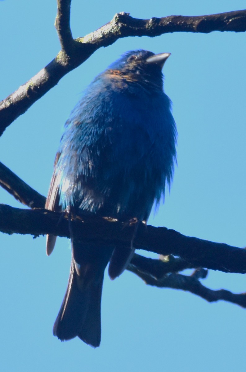 Indigo Bunting - Old Sam Peabody