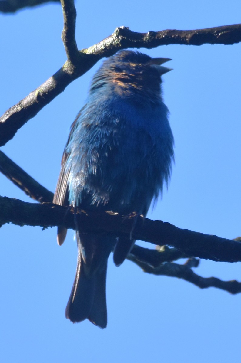 Indigo Bunting - Old Sam Peabody