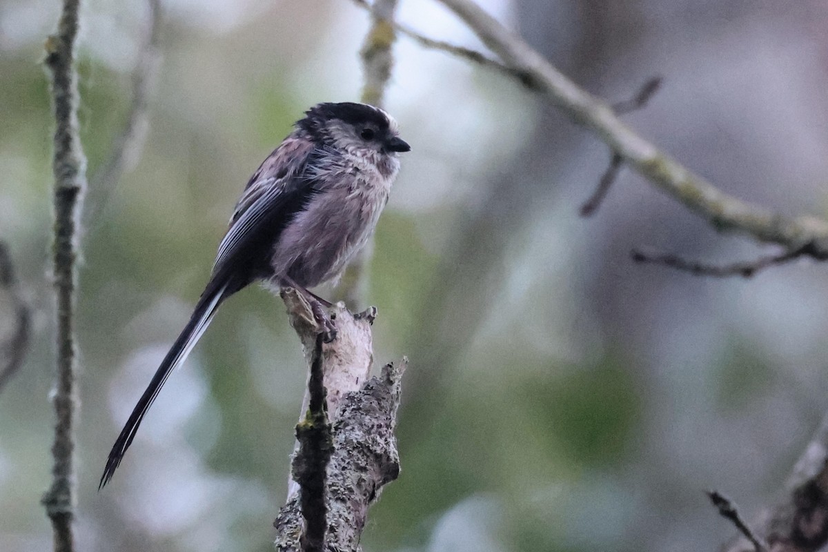 Long-tailed Tit - ML618877297