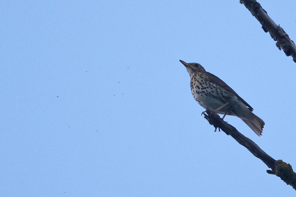 Song Thrush - ML618877304