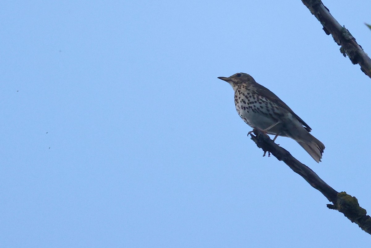 Song Thrush - Christophe PASQUIER