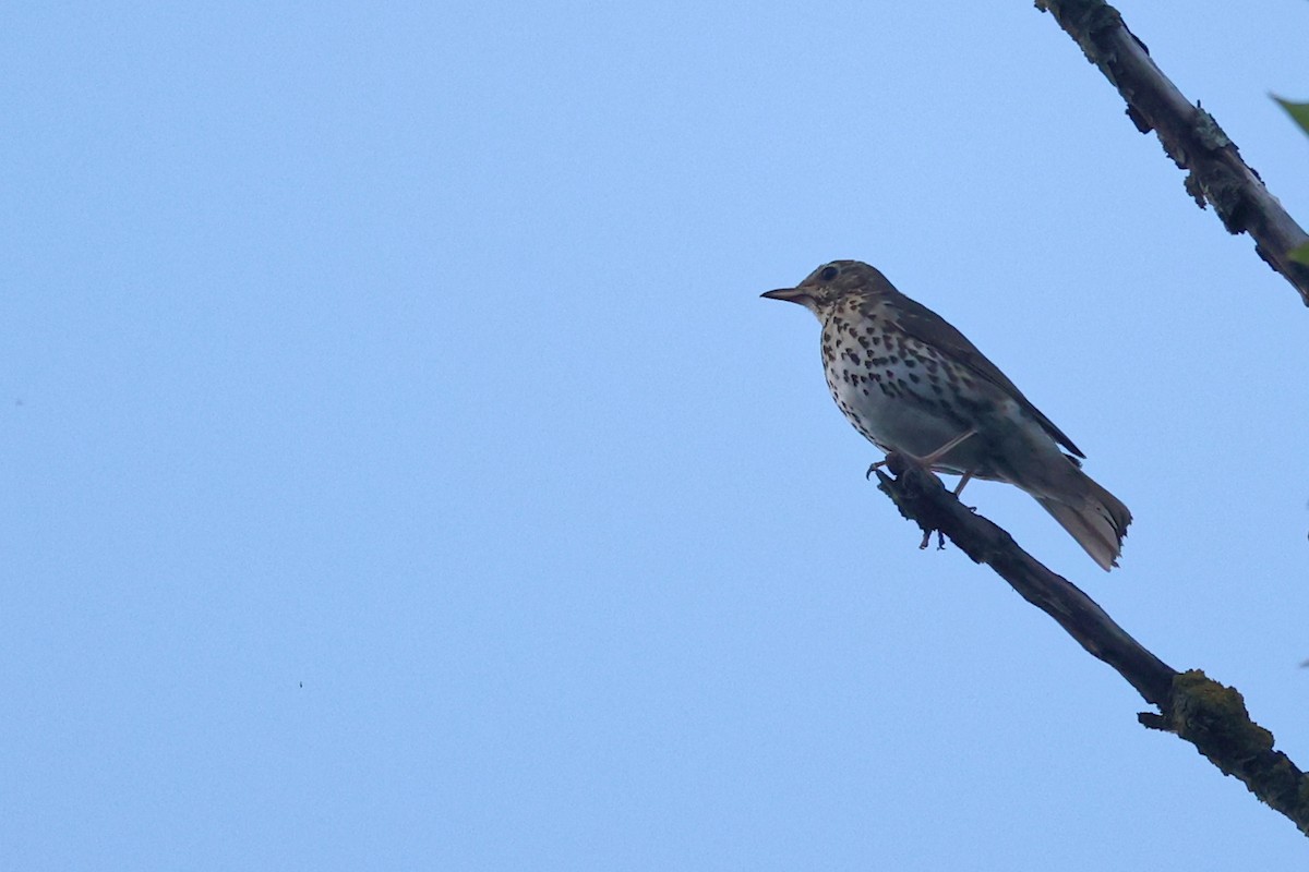 Song Thrush - ML618877306