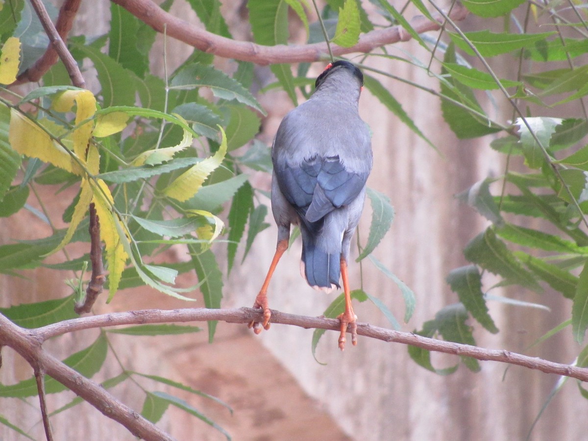 Bank Myna - Ángel Dolón