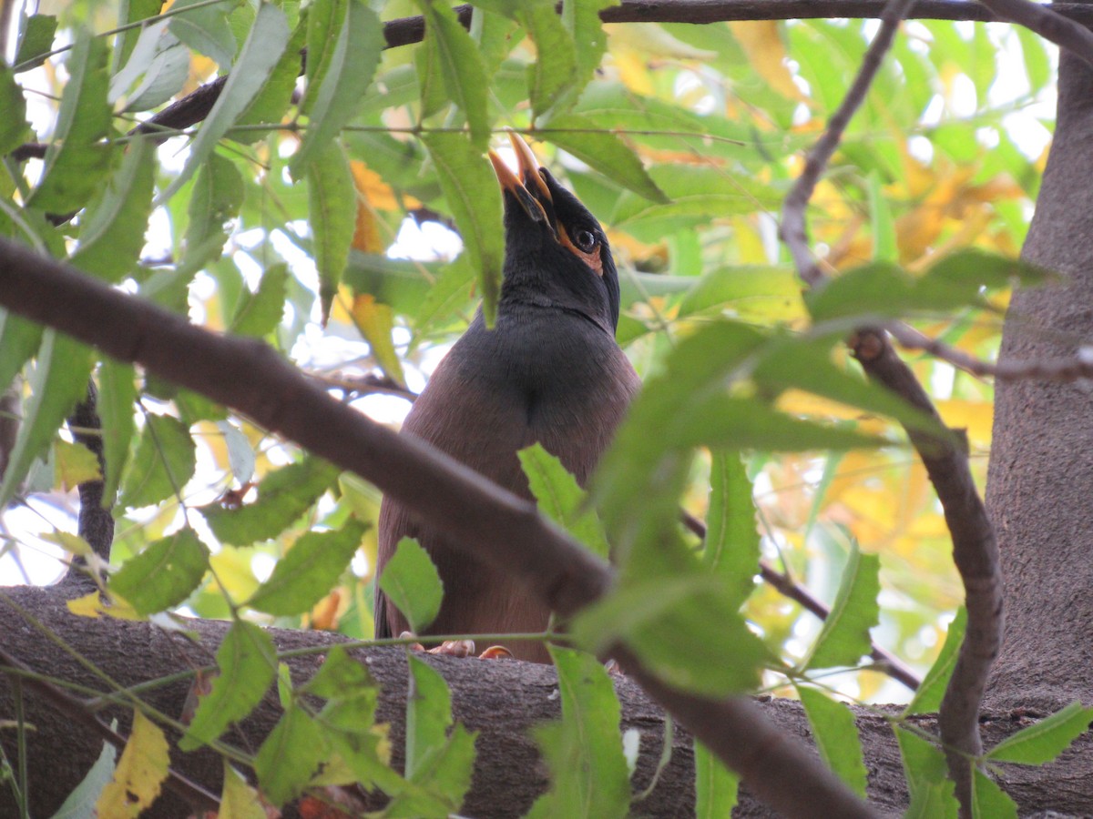 Common Myna - Ángel Dolón