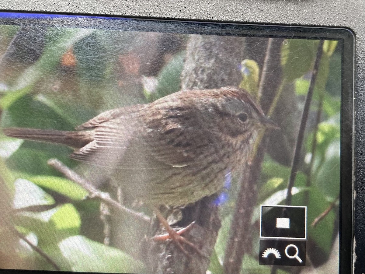 Lincoln's Sparrow - Andy Sanford