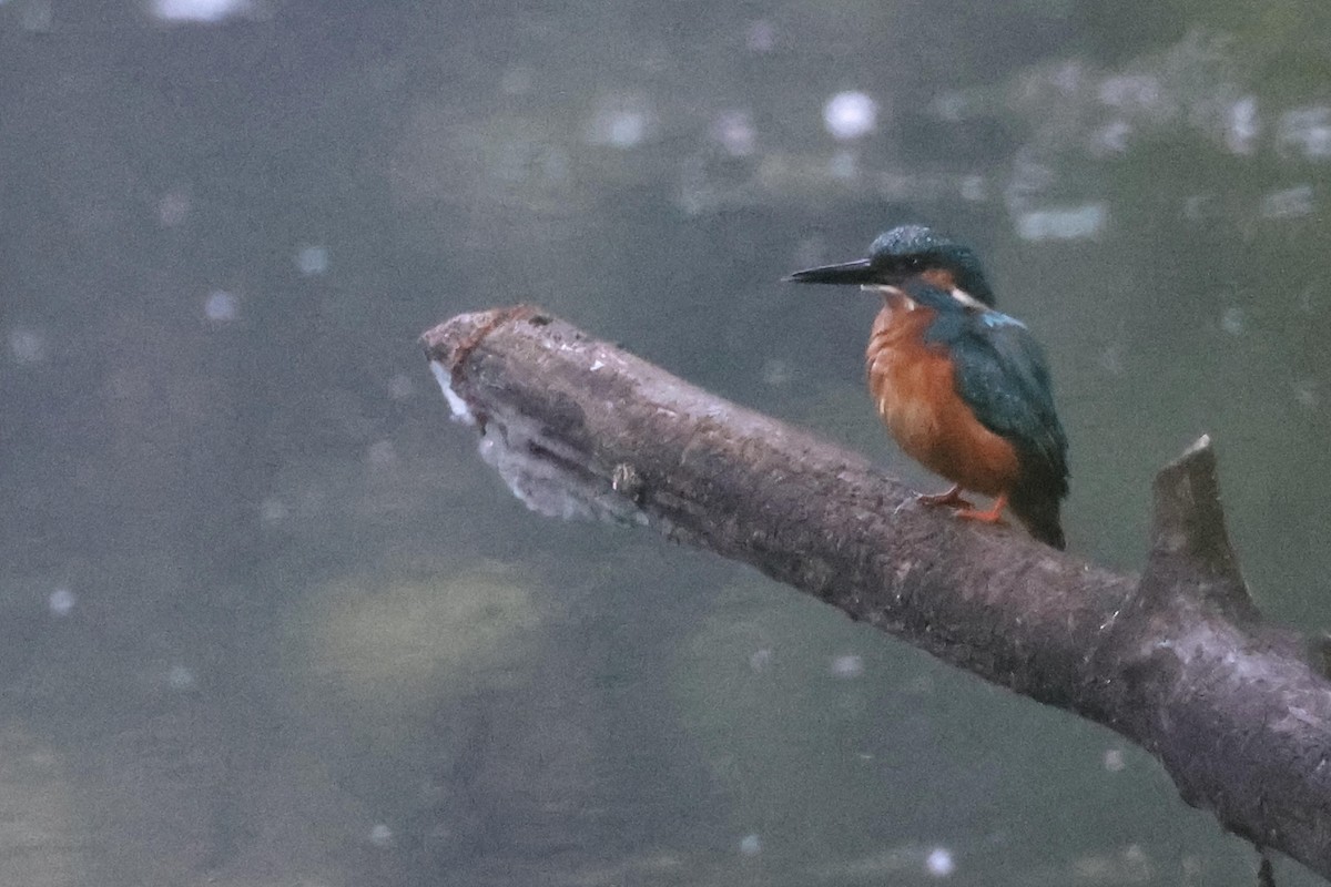 Common Kingfisher - ML618877332