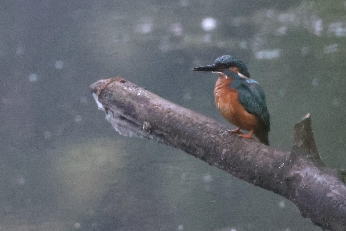 Common Kingfisher - ML618877333