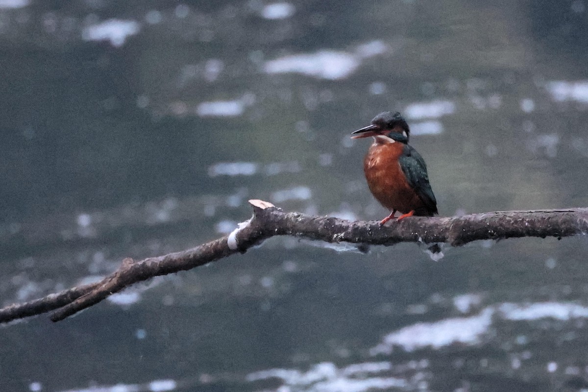 Common Kingfisher - ML618877337