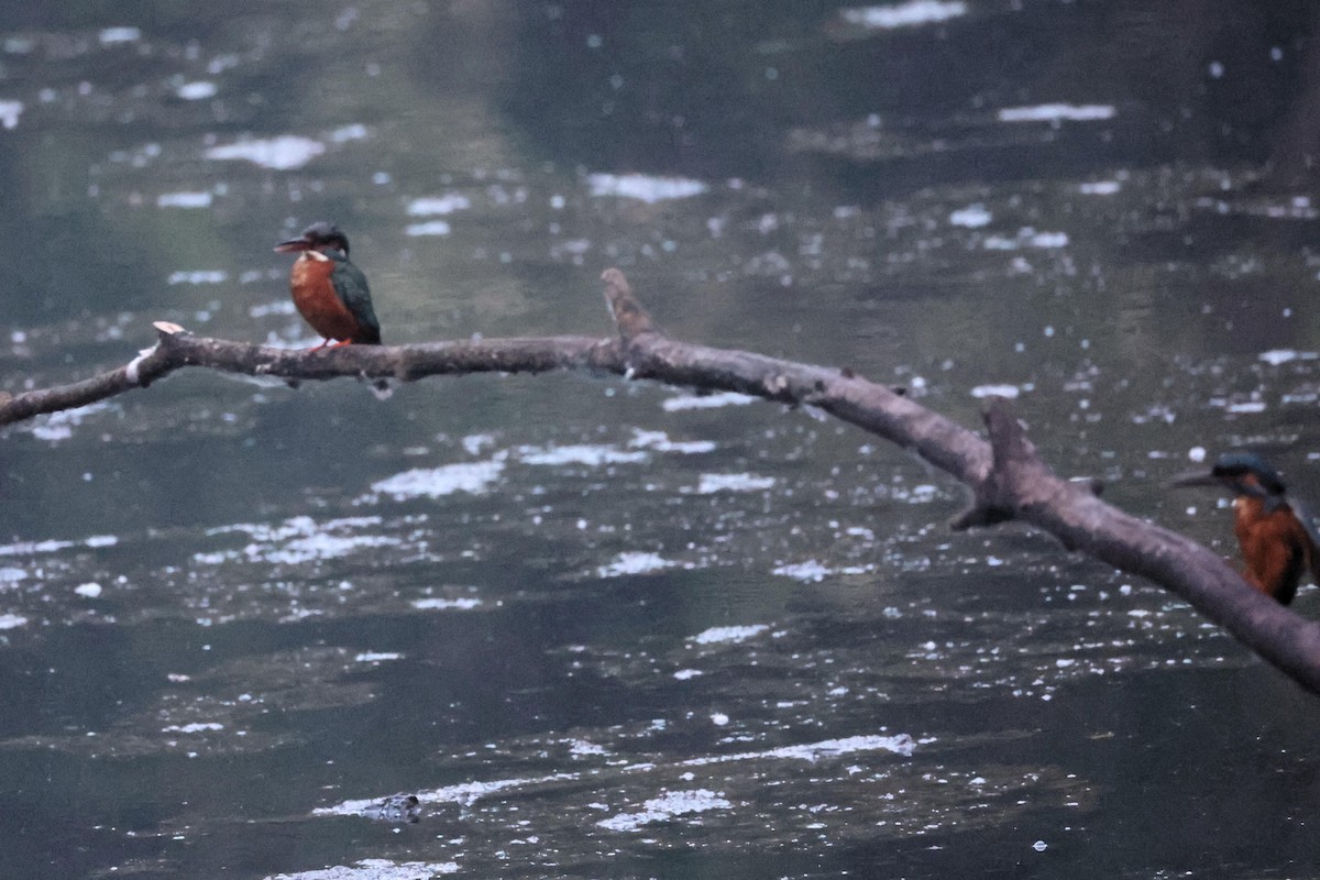 Common Kingfisher - ML618877338