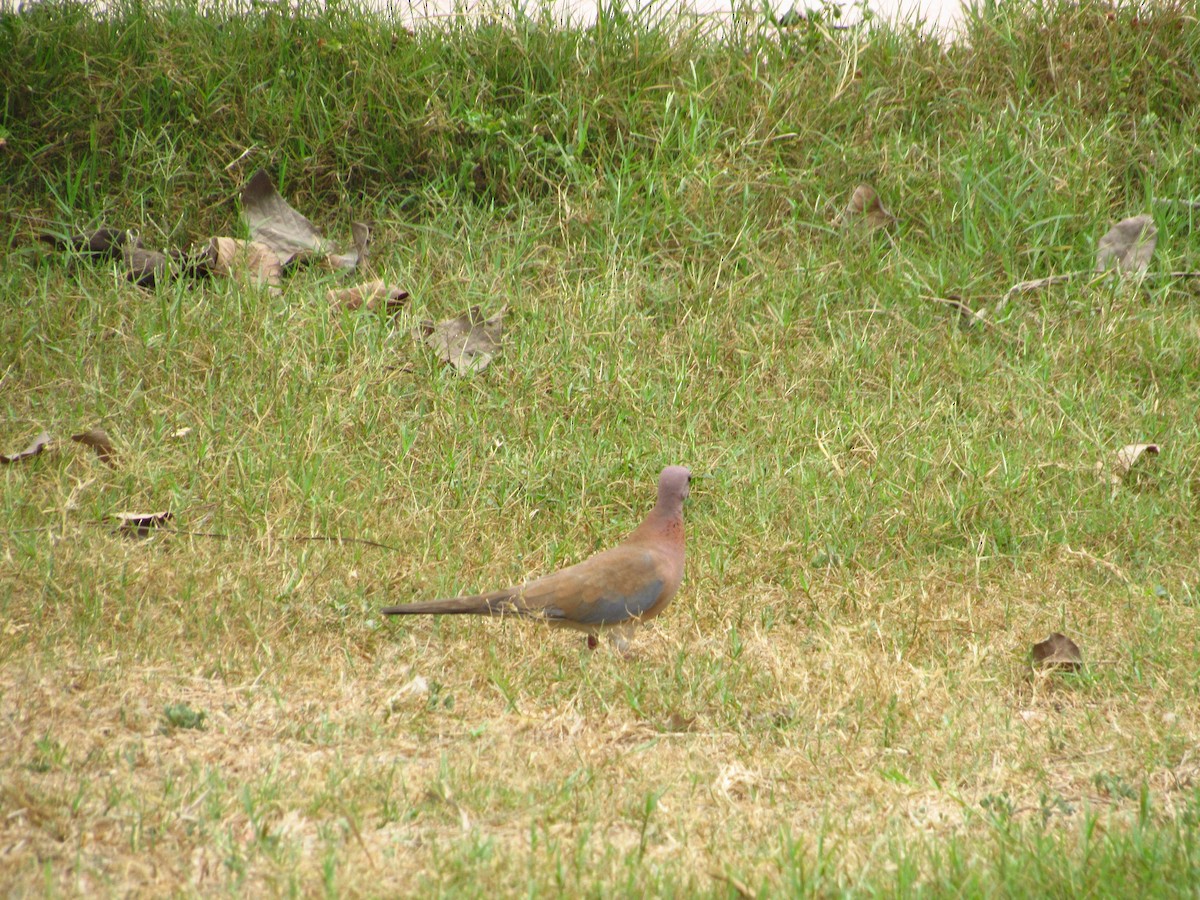 Laughing Dove - ML618877344