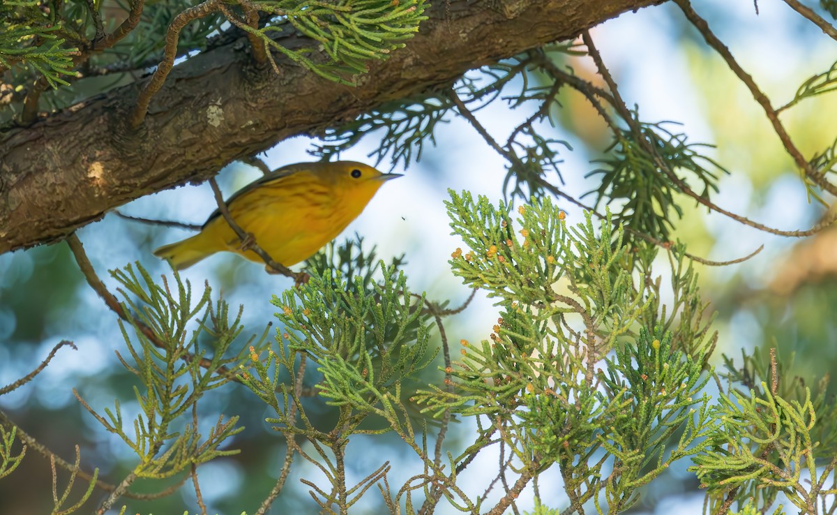 Yellow Warbler (Northern) - Connor Cochrane