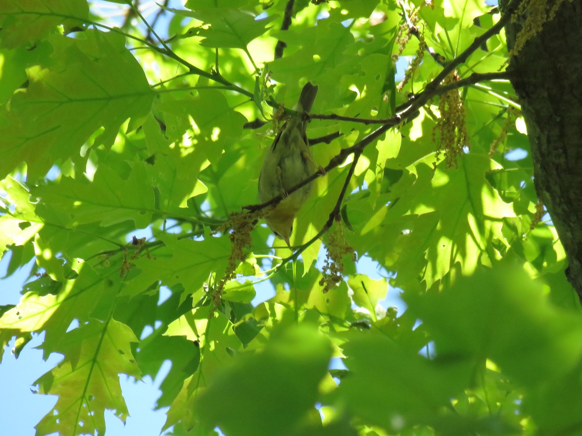 Worm-eating Warbler - d w