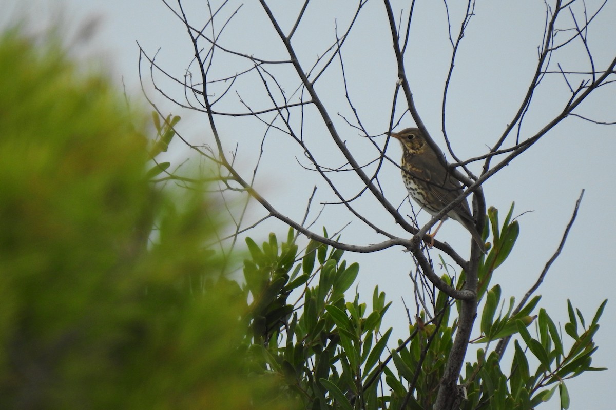 Song Thrush - Luca Bonomelli