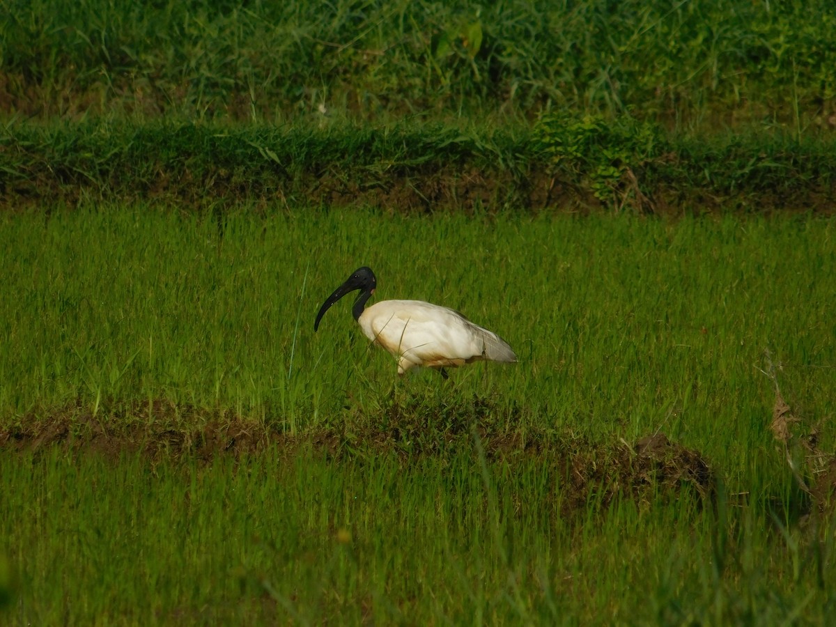 Ibis à tête noire - ML618877384