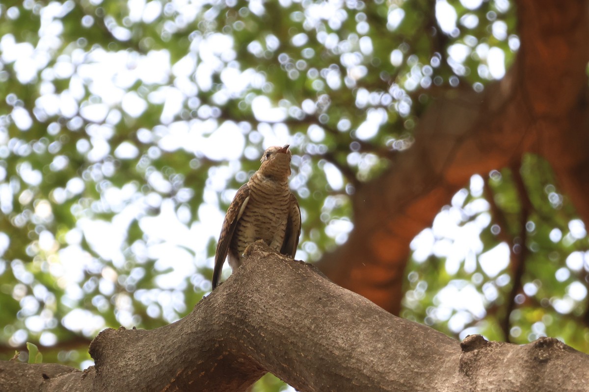 Plaintive Cuckoo - Krit Adirek