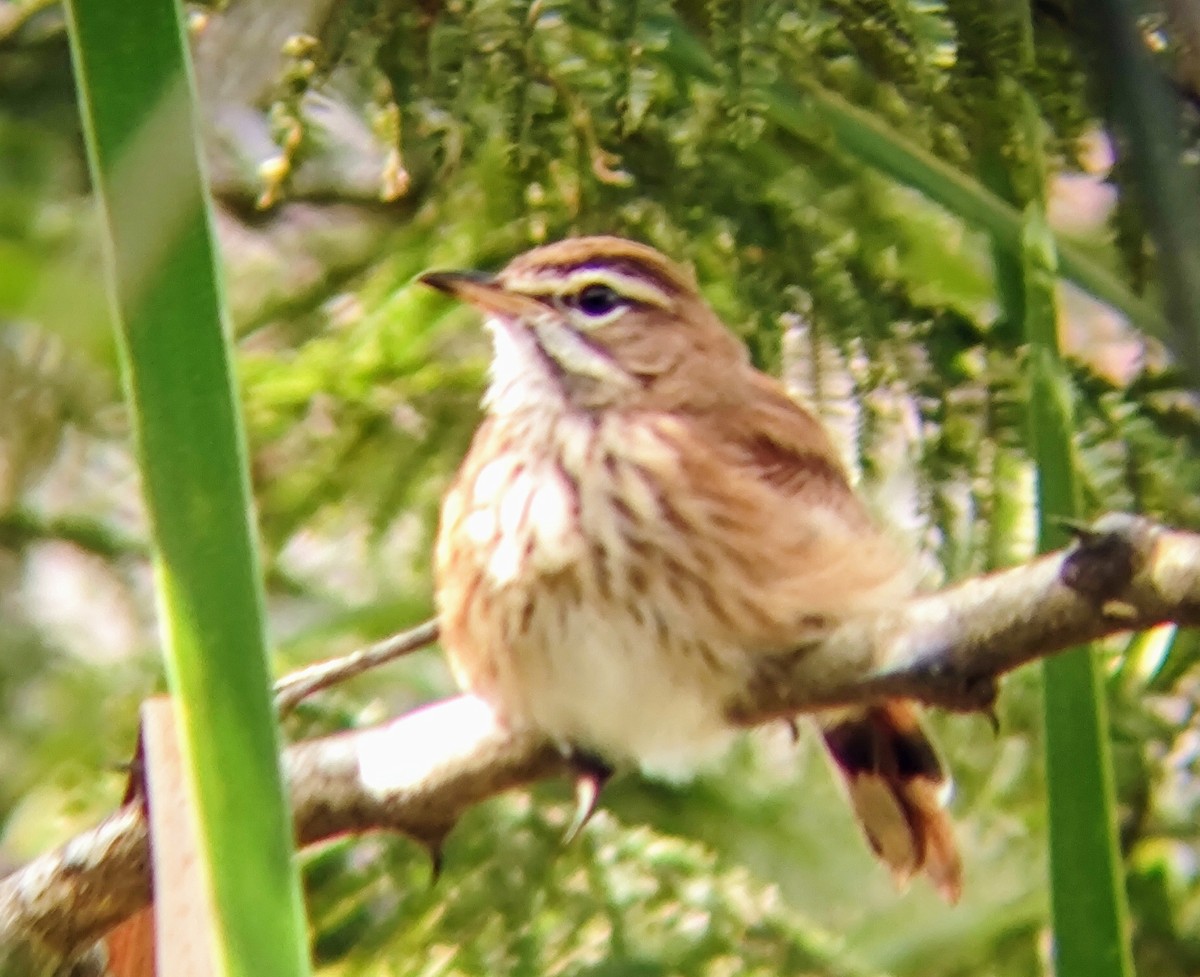 Red-backed Scrub-Robin - André Kamphuis