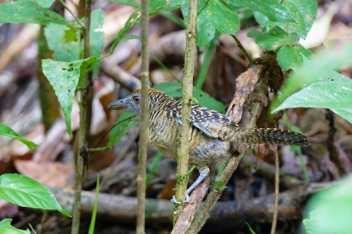 Fasciated Antshrike - Zbigniew Wnuk