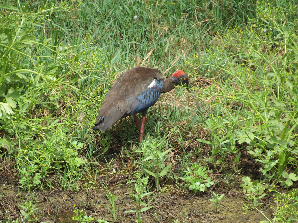 Red-naped Ibis - Ángel Dolón