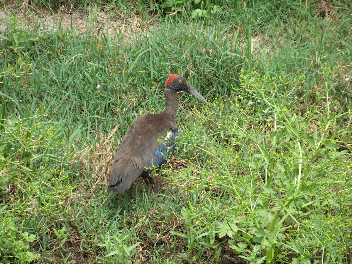 Red-naped Ibis - Ángel Dolón