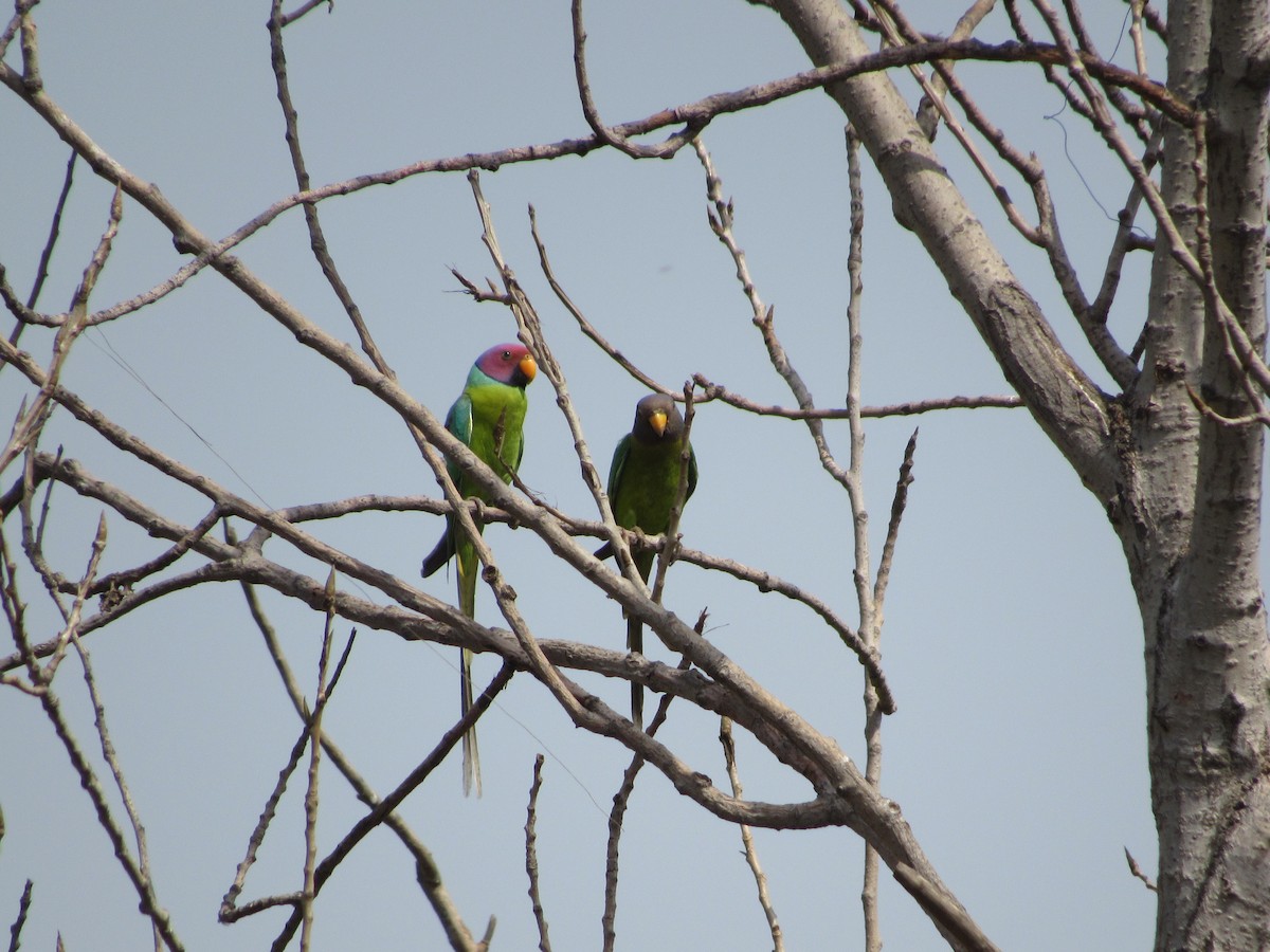 Plum-headed Parakeet - Ángel Dolón