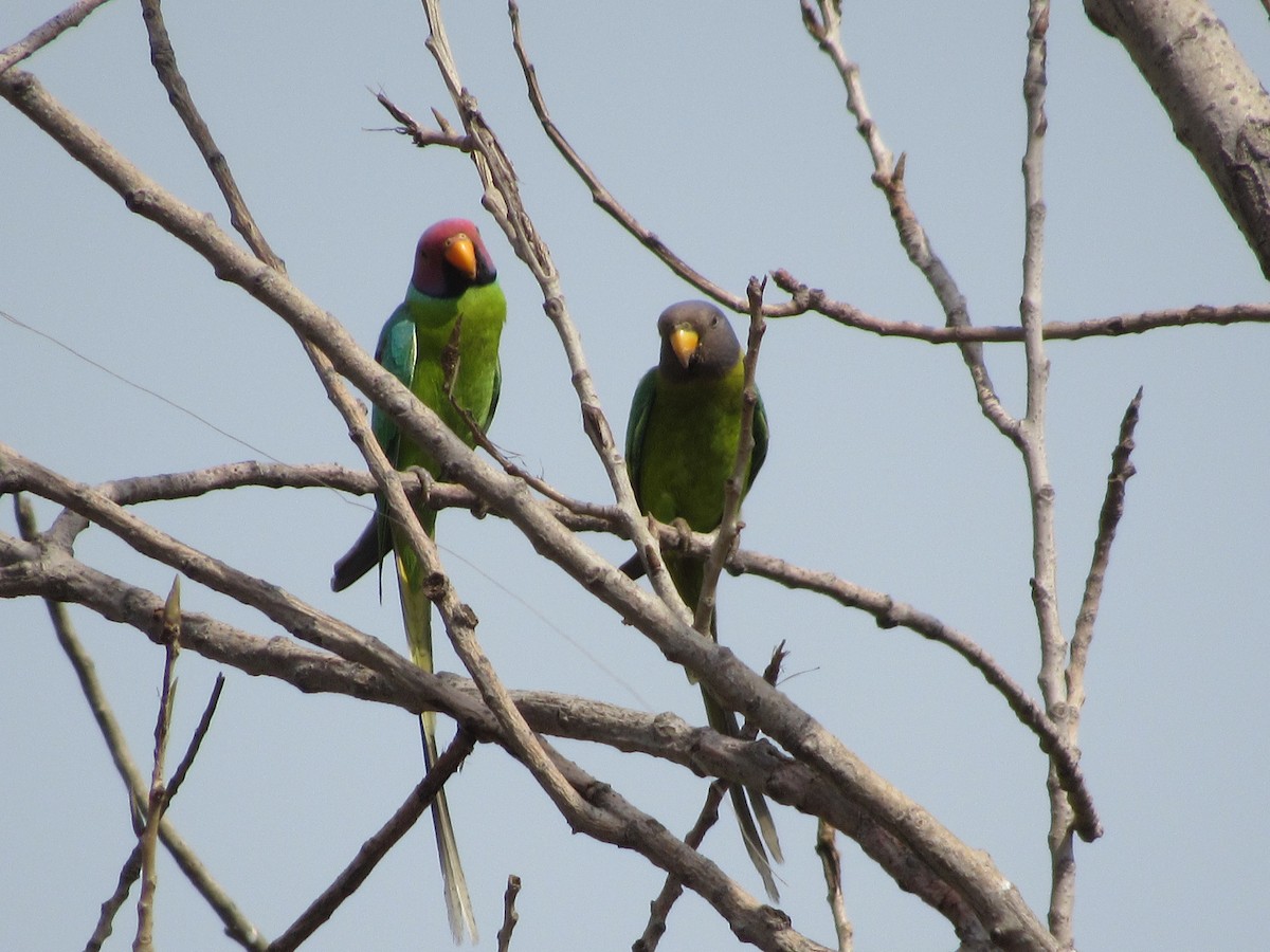 Plum-headed Parakeet - Ángel Dolón