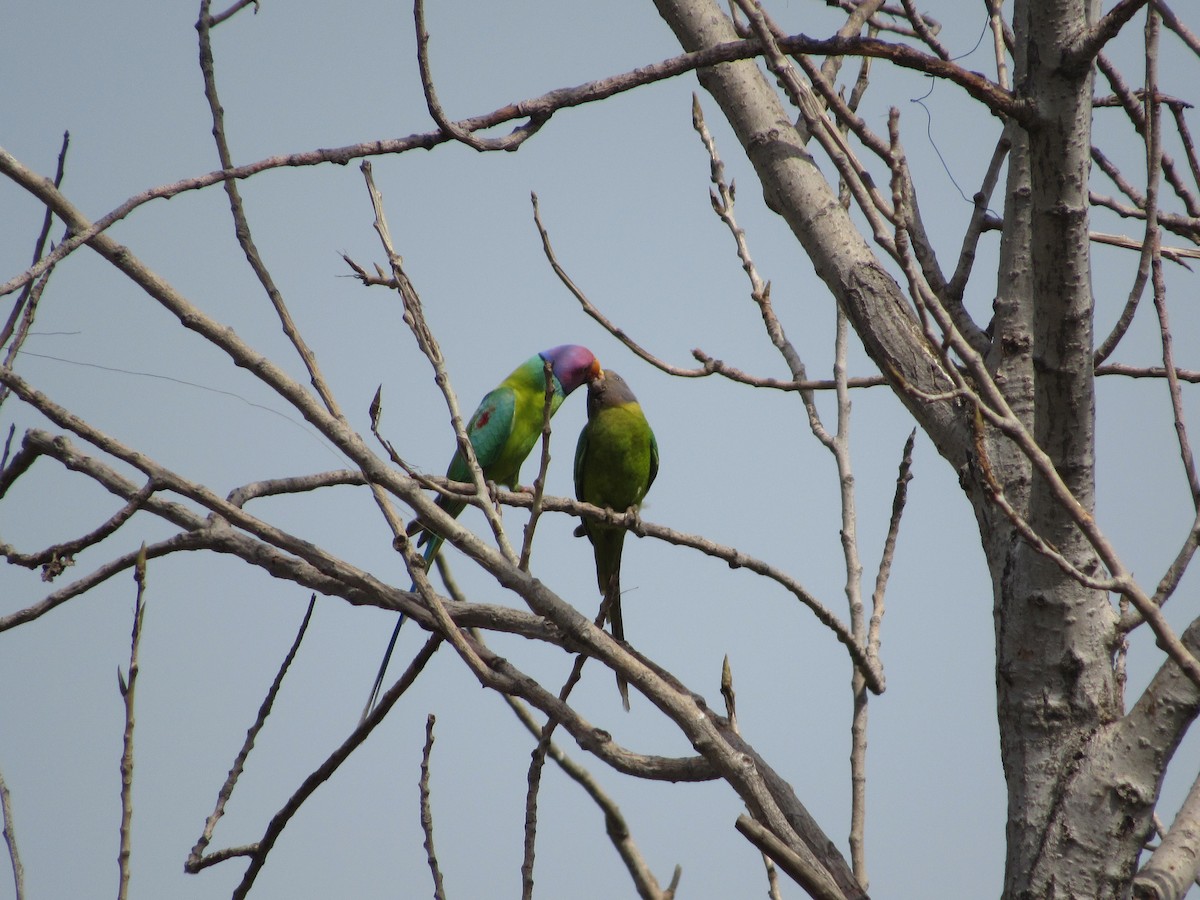 Plum-headed Parakeet - Ángel Dolón