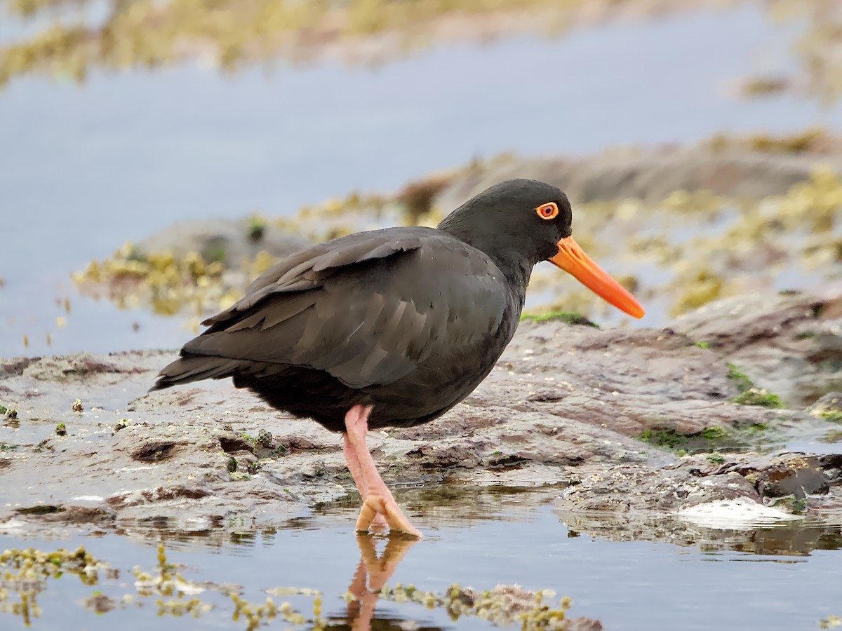 Sooty Oystercatcher - Allan Johns