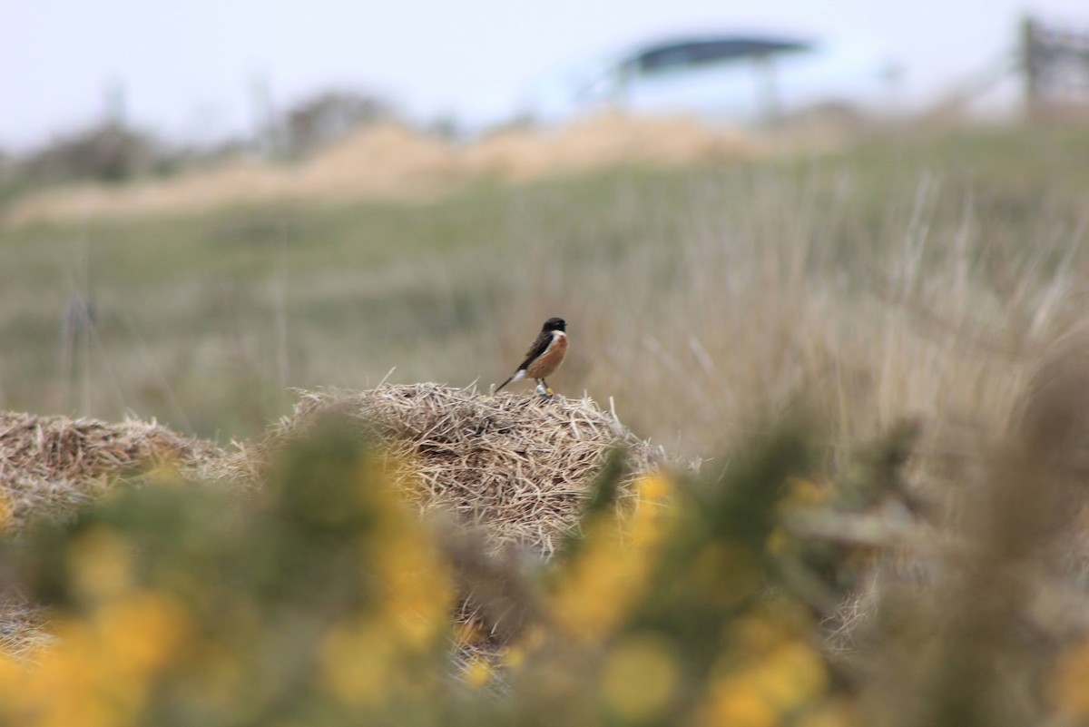 European Stonechat - Edgar Joly