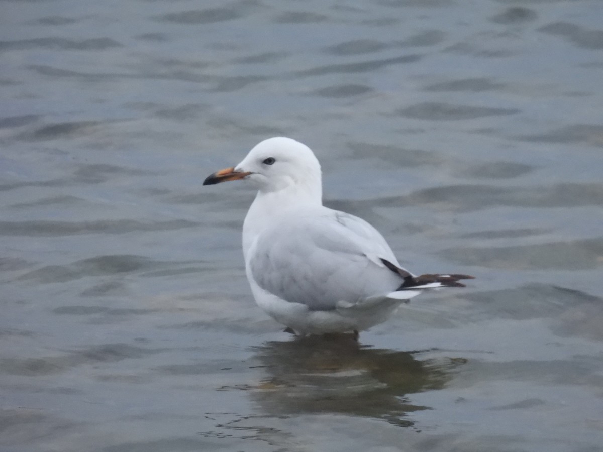 Silver Gull - Praveen Bennur