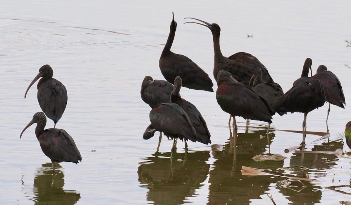 Glossy Ibis - Ken Glasson