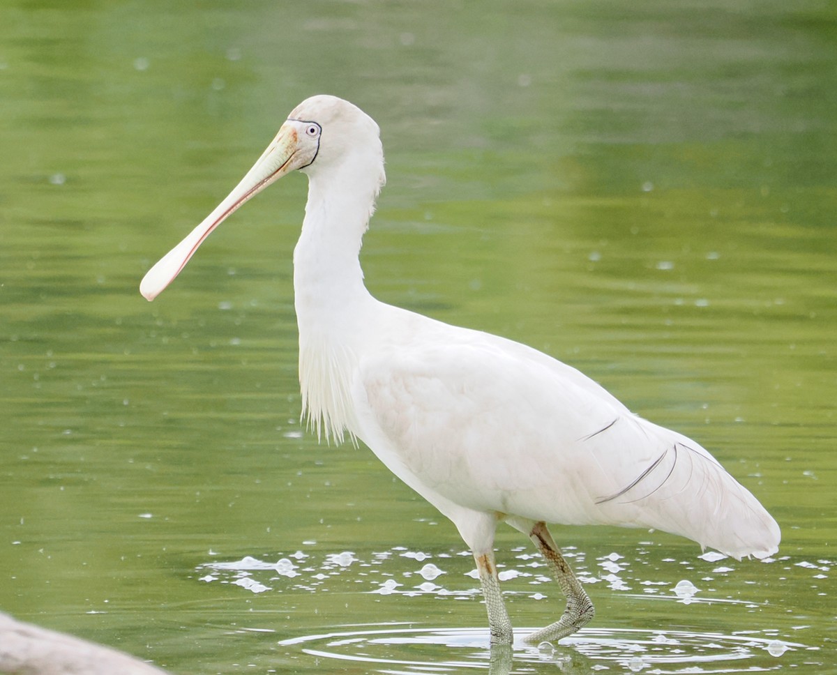 Yellow-billed Spoonbill - Ken Glasson