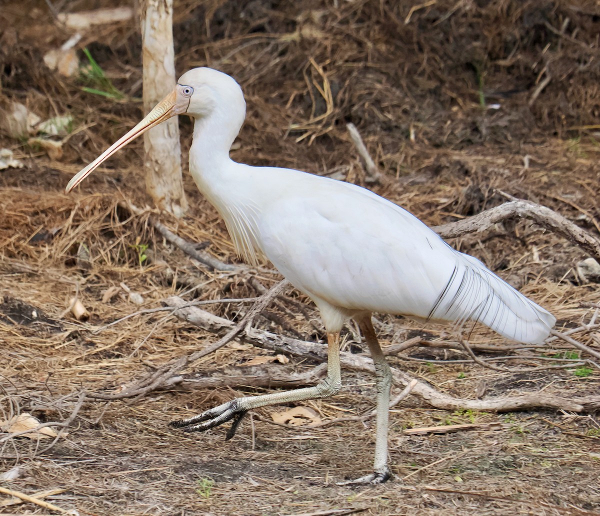 Yellow-billed Spoonbill - Ken Glasson