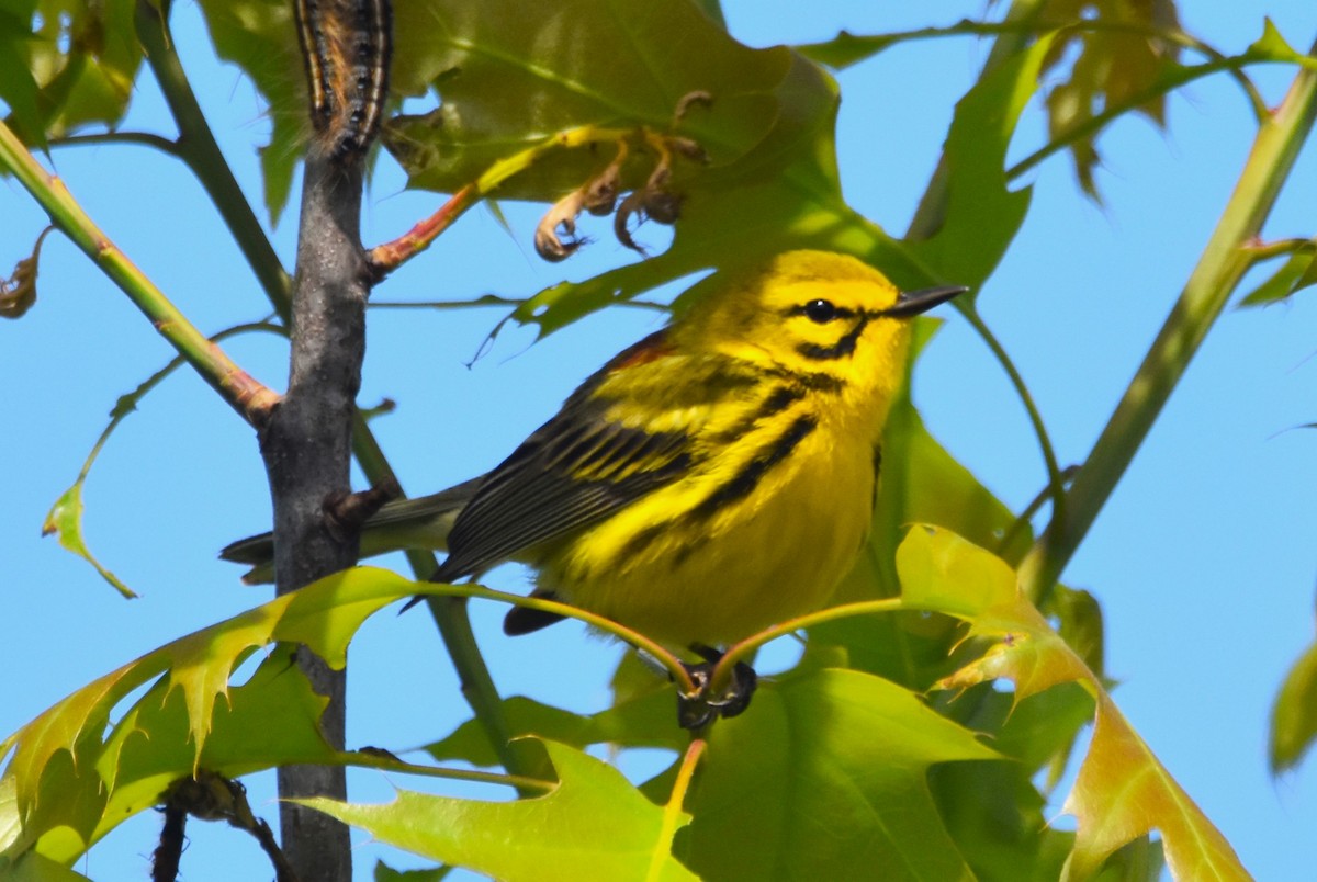 Prairie Warbler - Old Sam Peabody